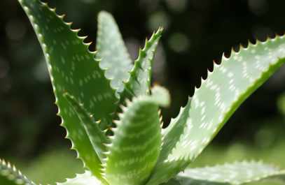 aloe1